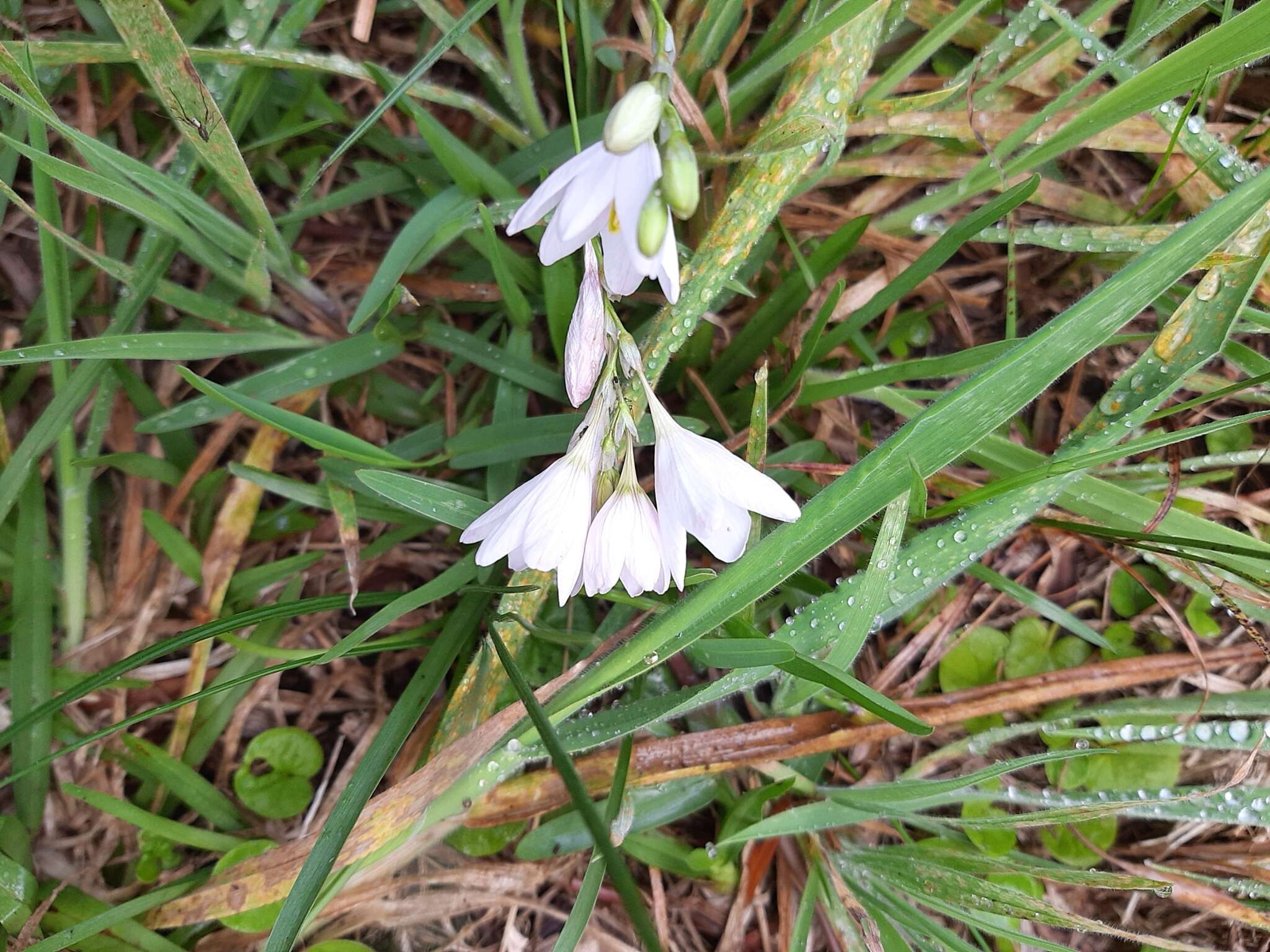 Image of Ixia orientalis L. Bolus