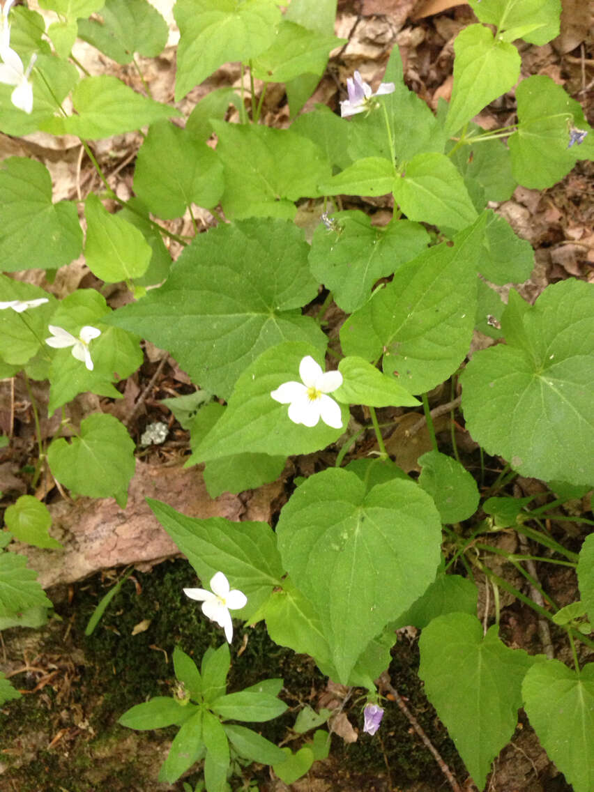 Imagem de Viola canadensis L.