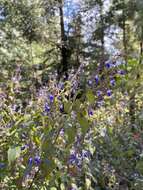 Imagem de Salvia plurispicata Epling