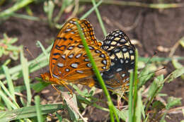 صورة Speyeria nokomis Edwards 1862