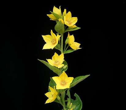 Слика од Lysimachia punctata L.