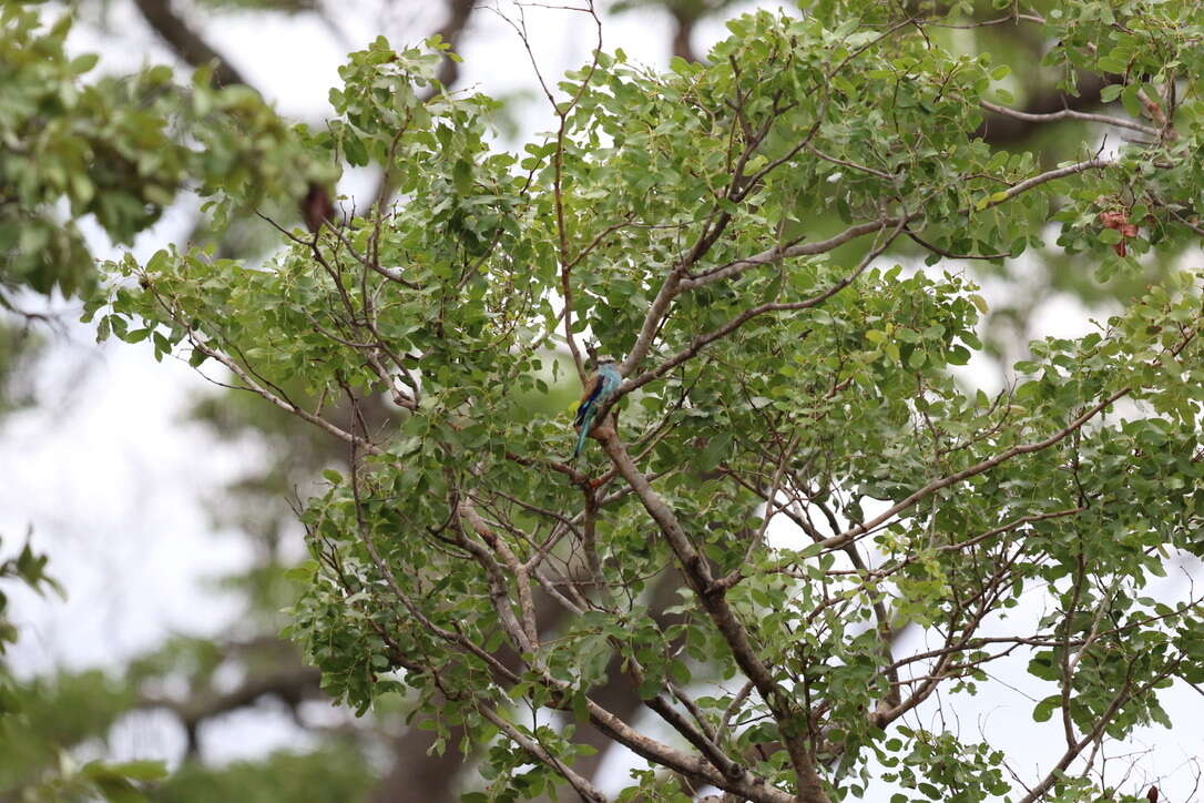 Image of Racket-tailed Roller