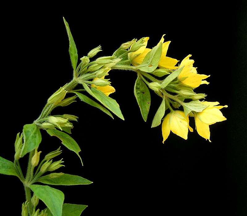 Слика од Lysimachia punctata L.