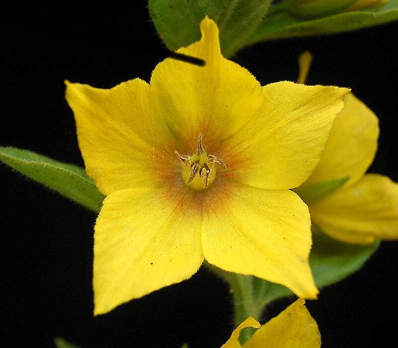 Image of Dotted Loosestrife