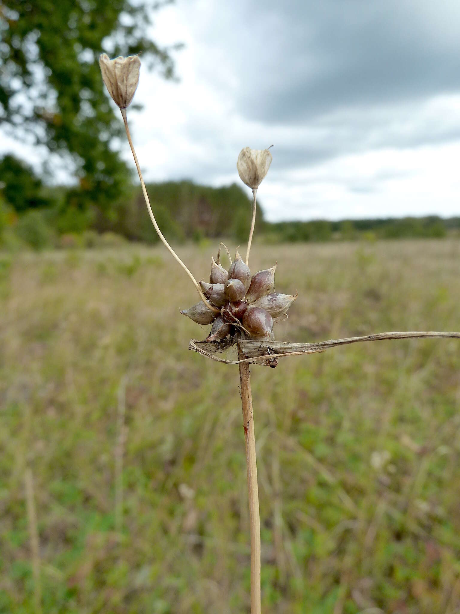 Image of field garlic