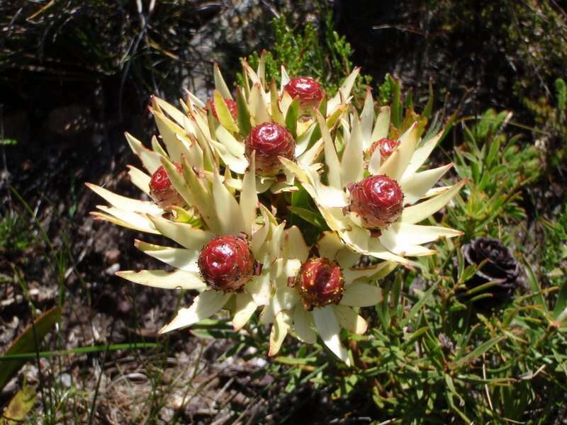 Image of Leucadendron spissifolium subsp. spissifolium