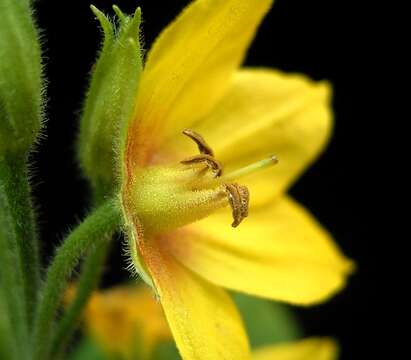 Слика од Lysimachia punctata L.