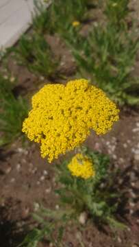 Image of fernleaf yarrow