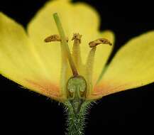 Image of Dotted Loosestrife