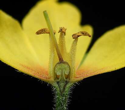 Image of Dotted Loosestrife