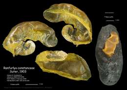 Ranfurlya constanceae Suter 1903 resmi