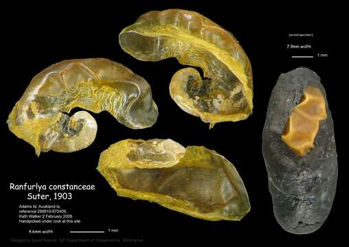 Image of Ranfurlya constanceae Suter 1903