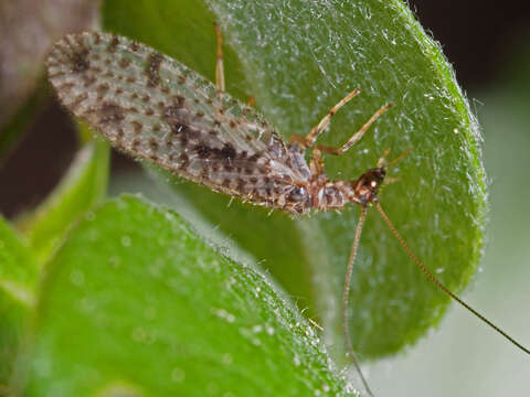 Image of Brown lacewing