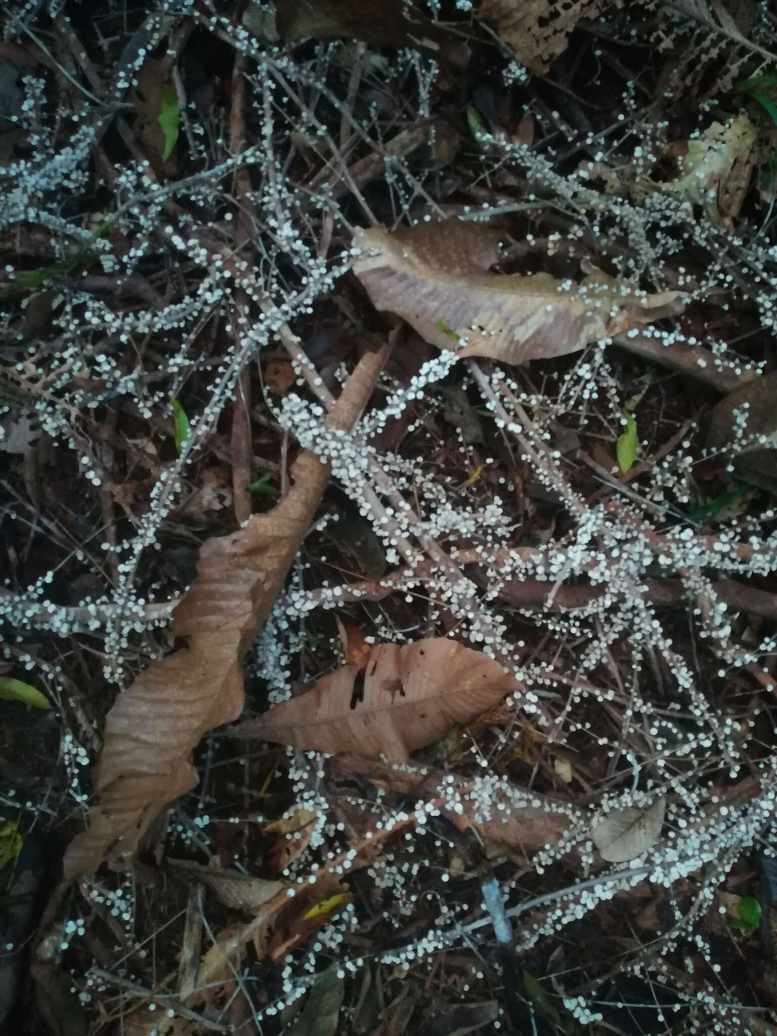 Gymnopus montagnei (Berk.) Redhead 2014 resmi