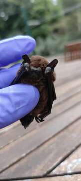 Image of Madeira Pipistrelle