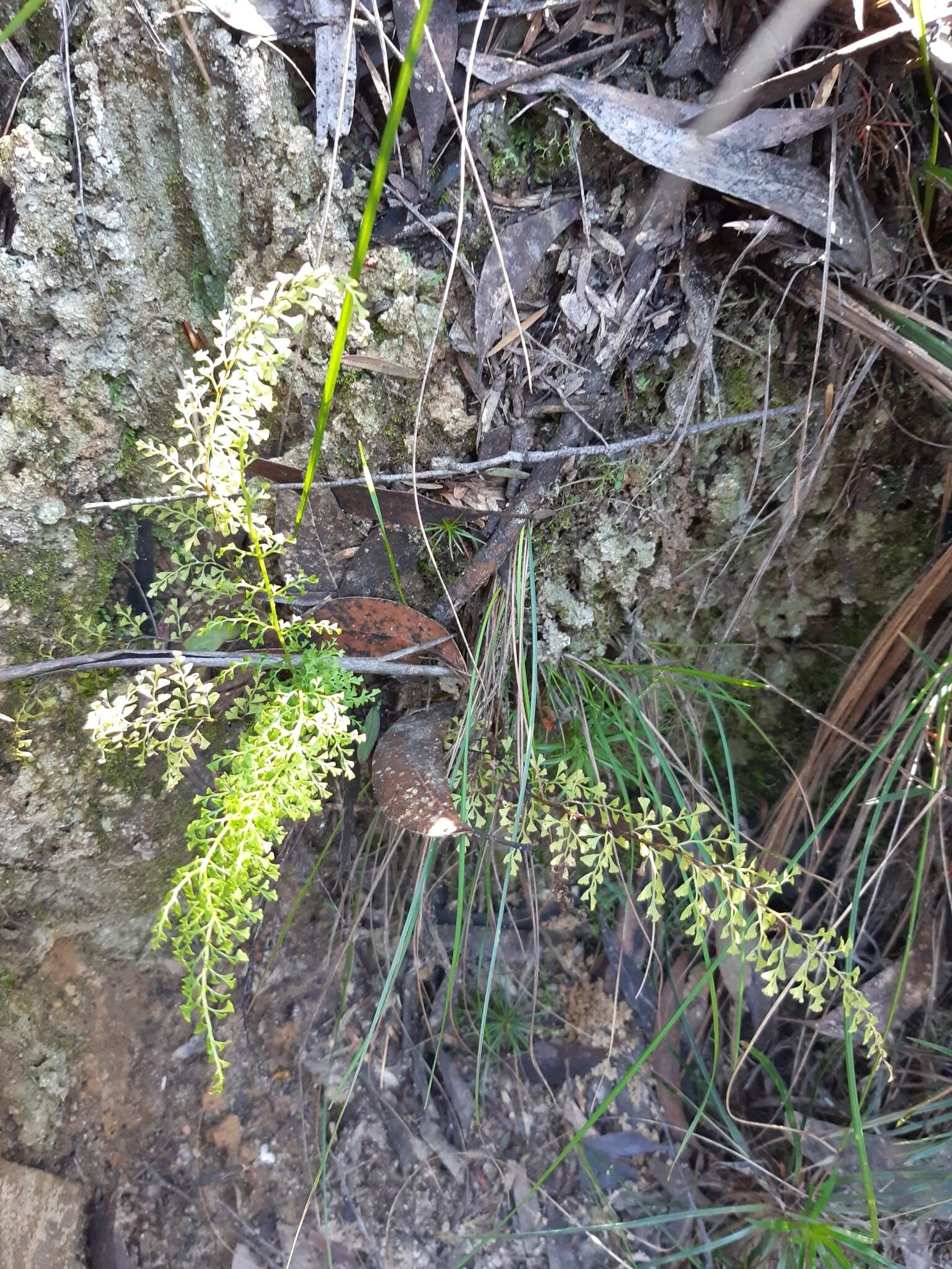 Image of Lindsaea microphylla Sw.