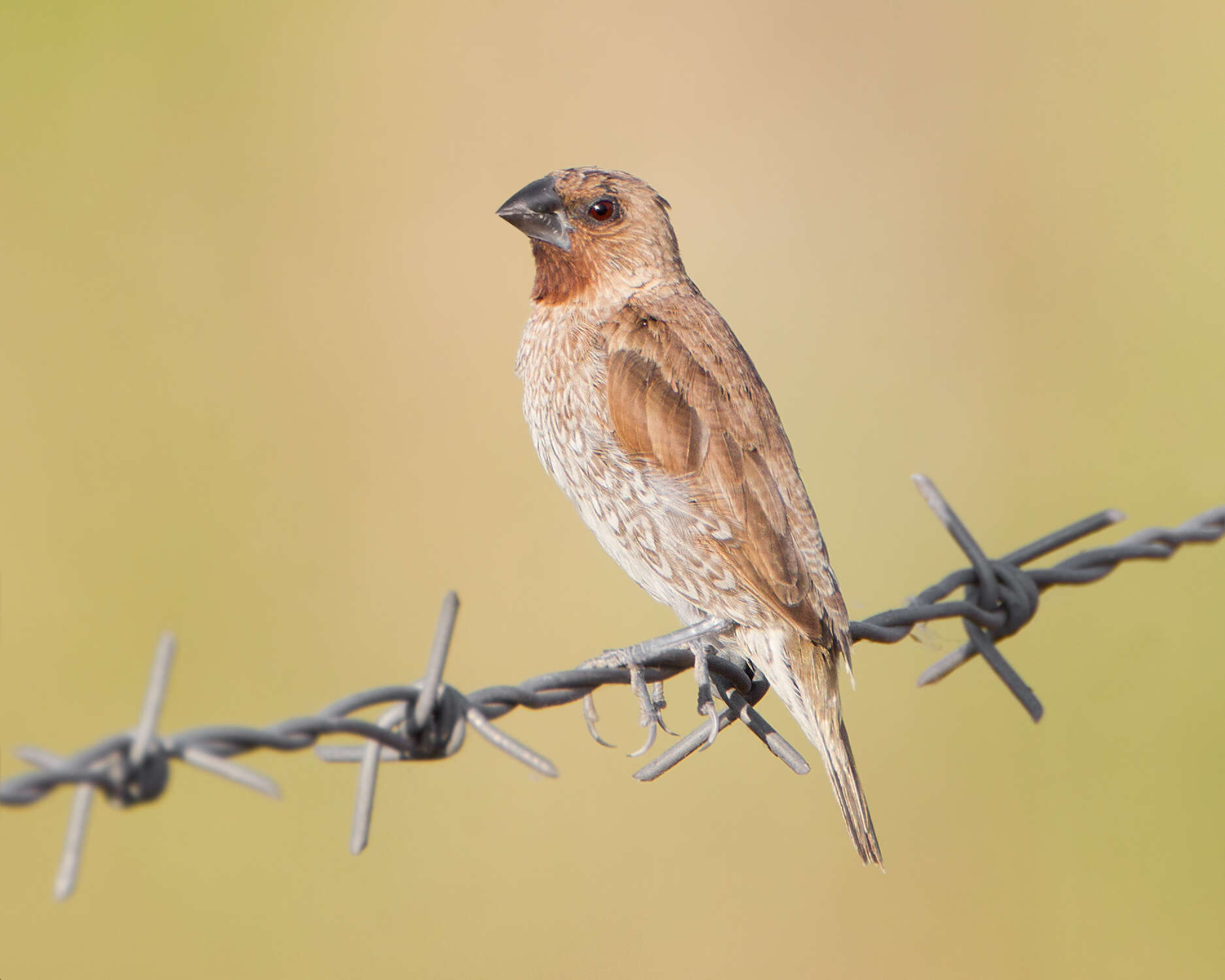 Image of Nutmeg Mannikin