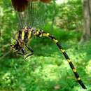 Image of Tiger Spiketail