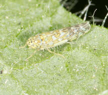 Image of Ligurian Leafhopper