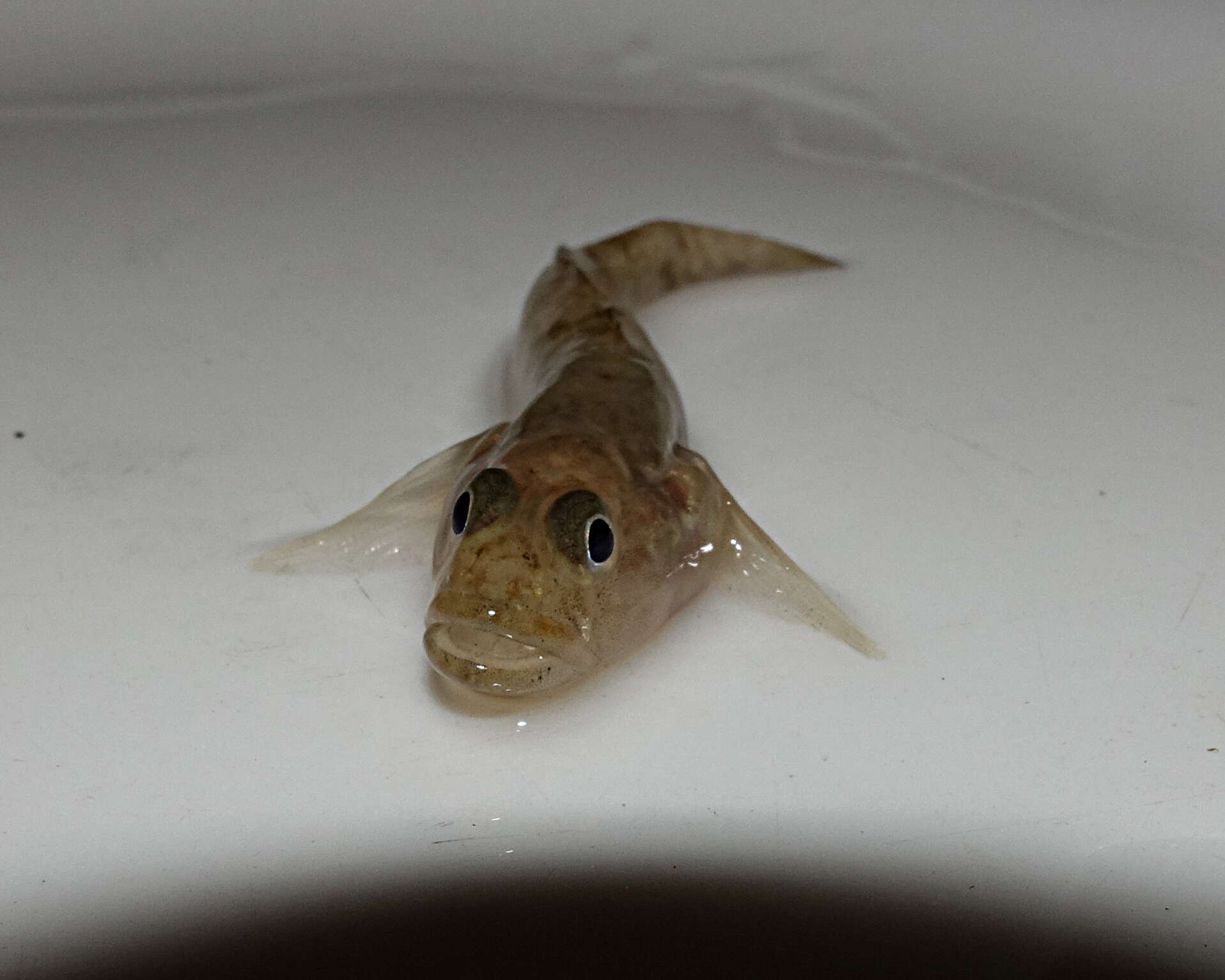 Image of Long-headed goby