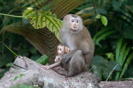 Image of Northern Pig-tailed Macaque