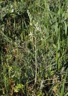 Image of Ornithogalum ponticum Zahar.