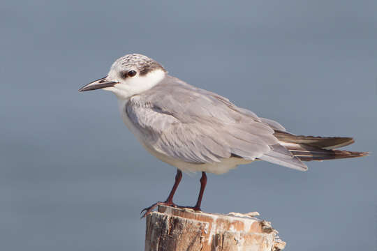 Image of Whiskered Tern