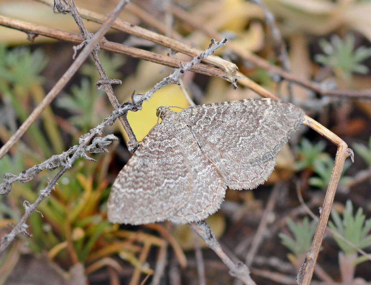 Image of Pale Herringbone