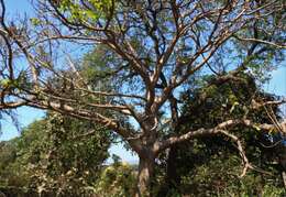 Image de Spondias pinnata (L. fil.) Kurz