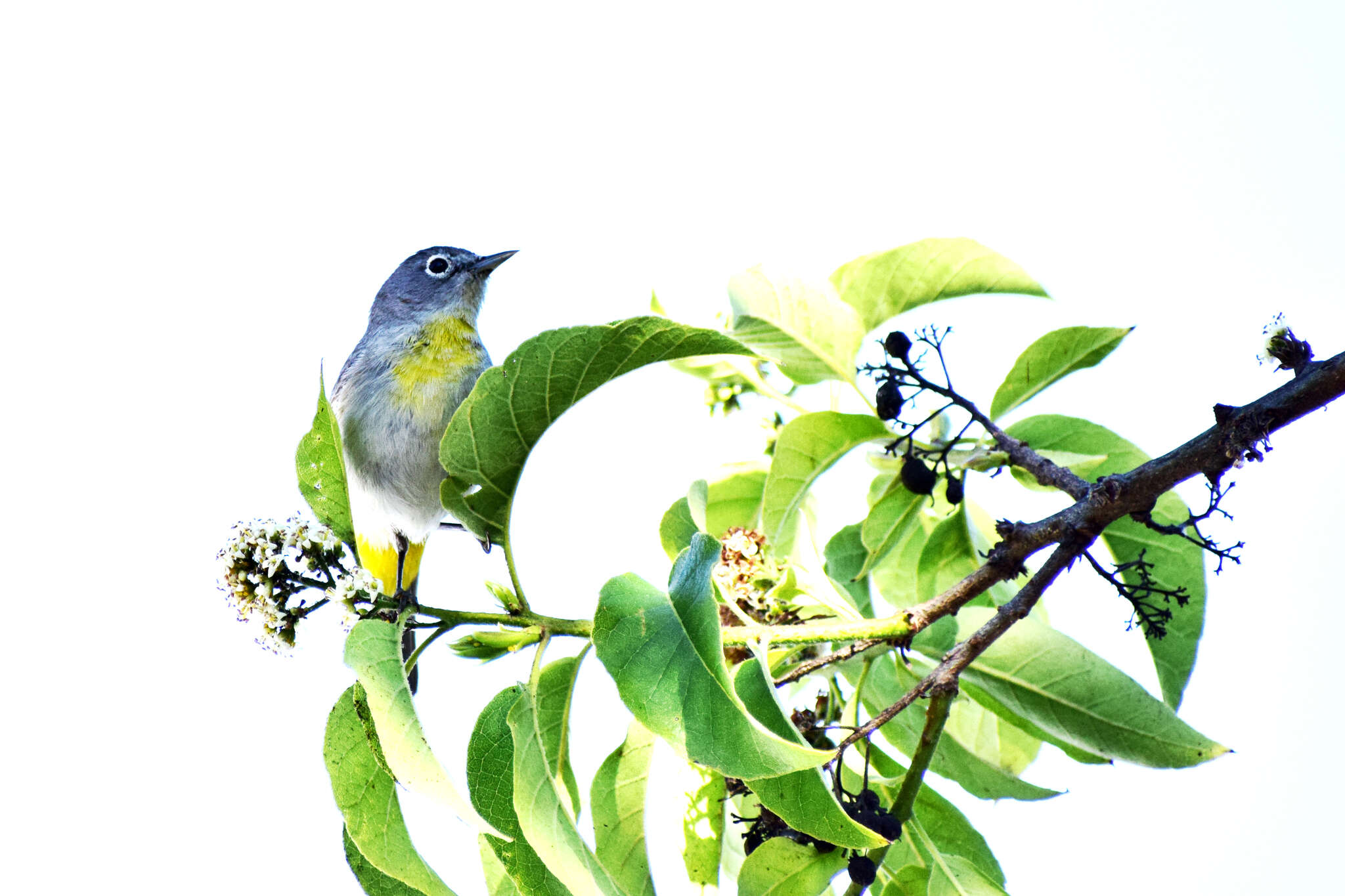 Image of Virginia's Warbler