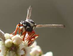 Слика од Pterocheilus tricoloratus Bohart 1940