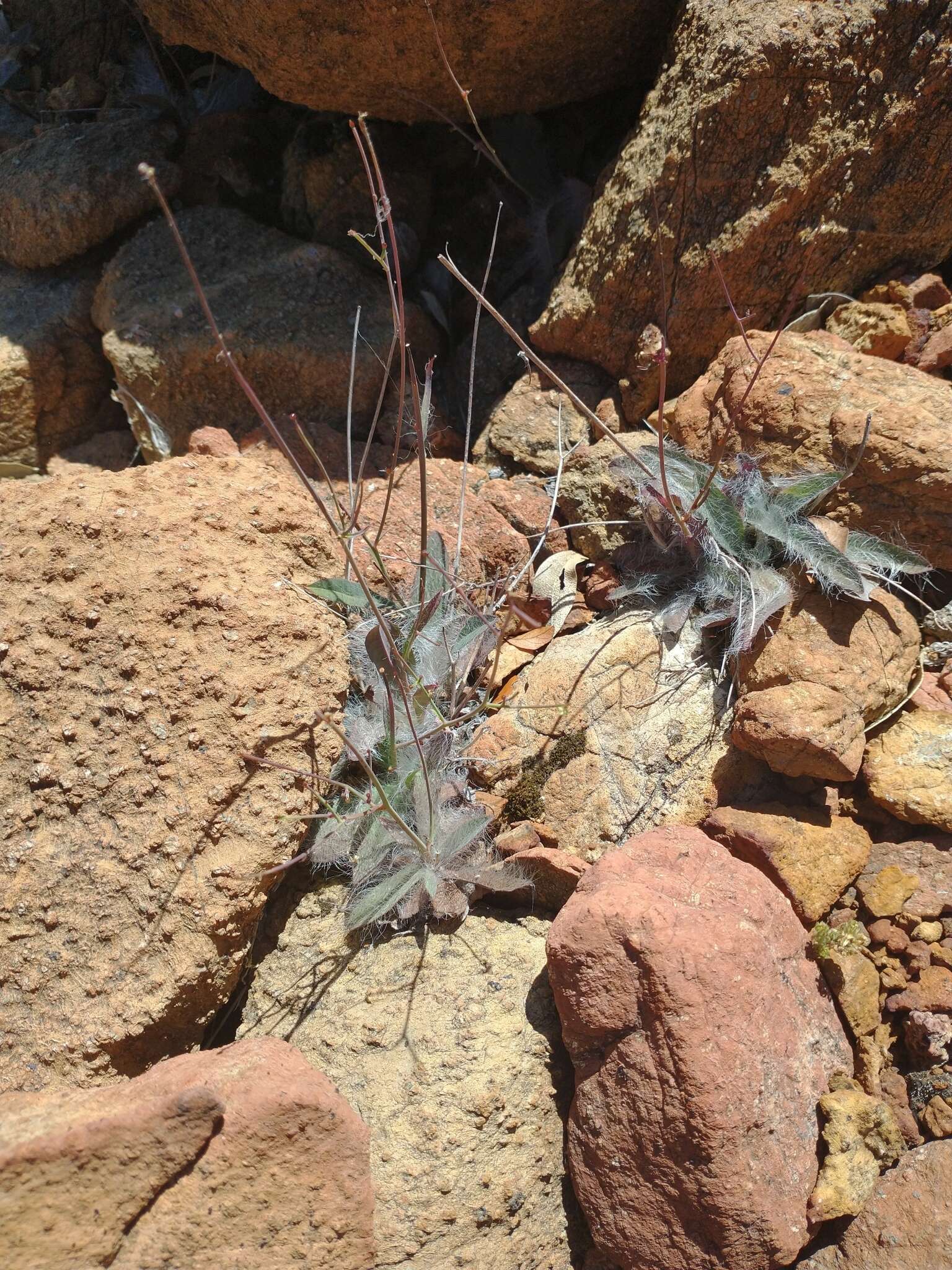 Image of Bolander's hawkweed