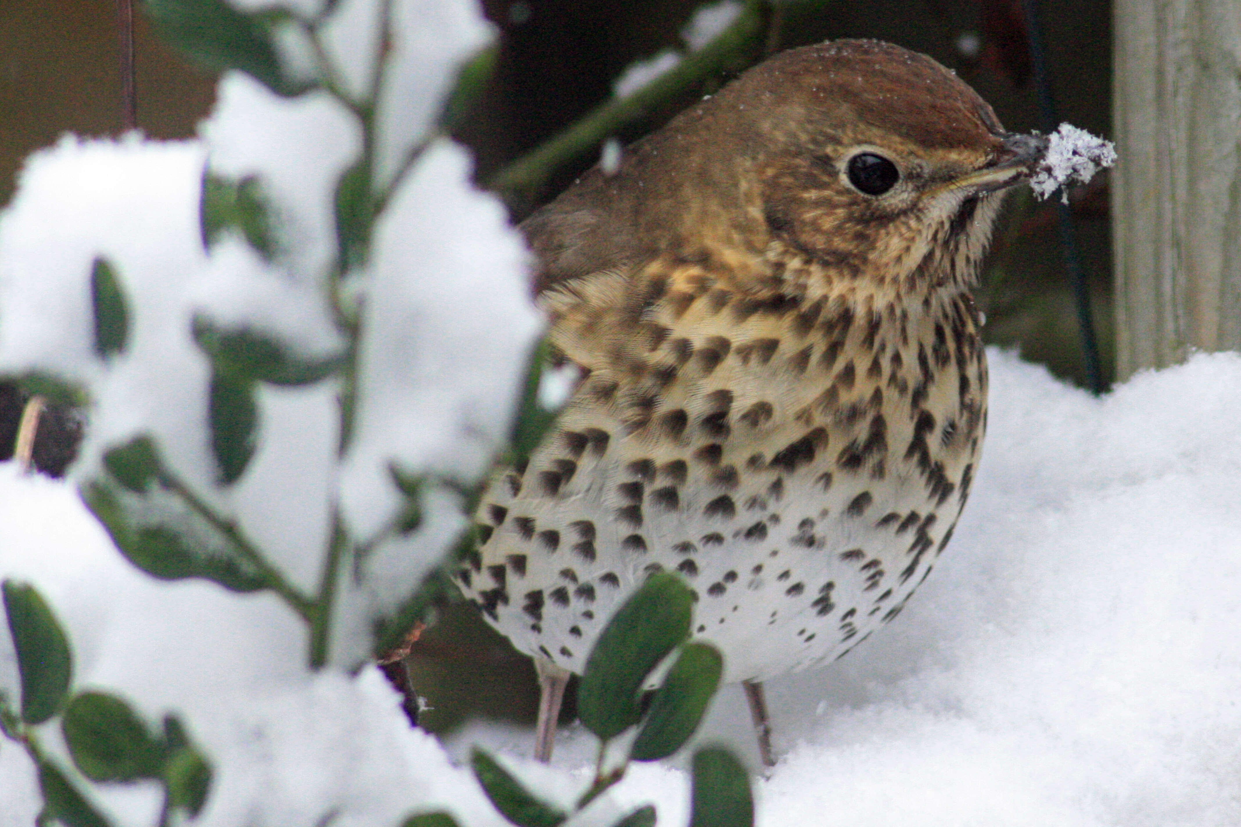 Image of Song Thrush