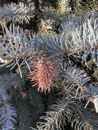 Image of Cooley Spruce Gall Adelgid