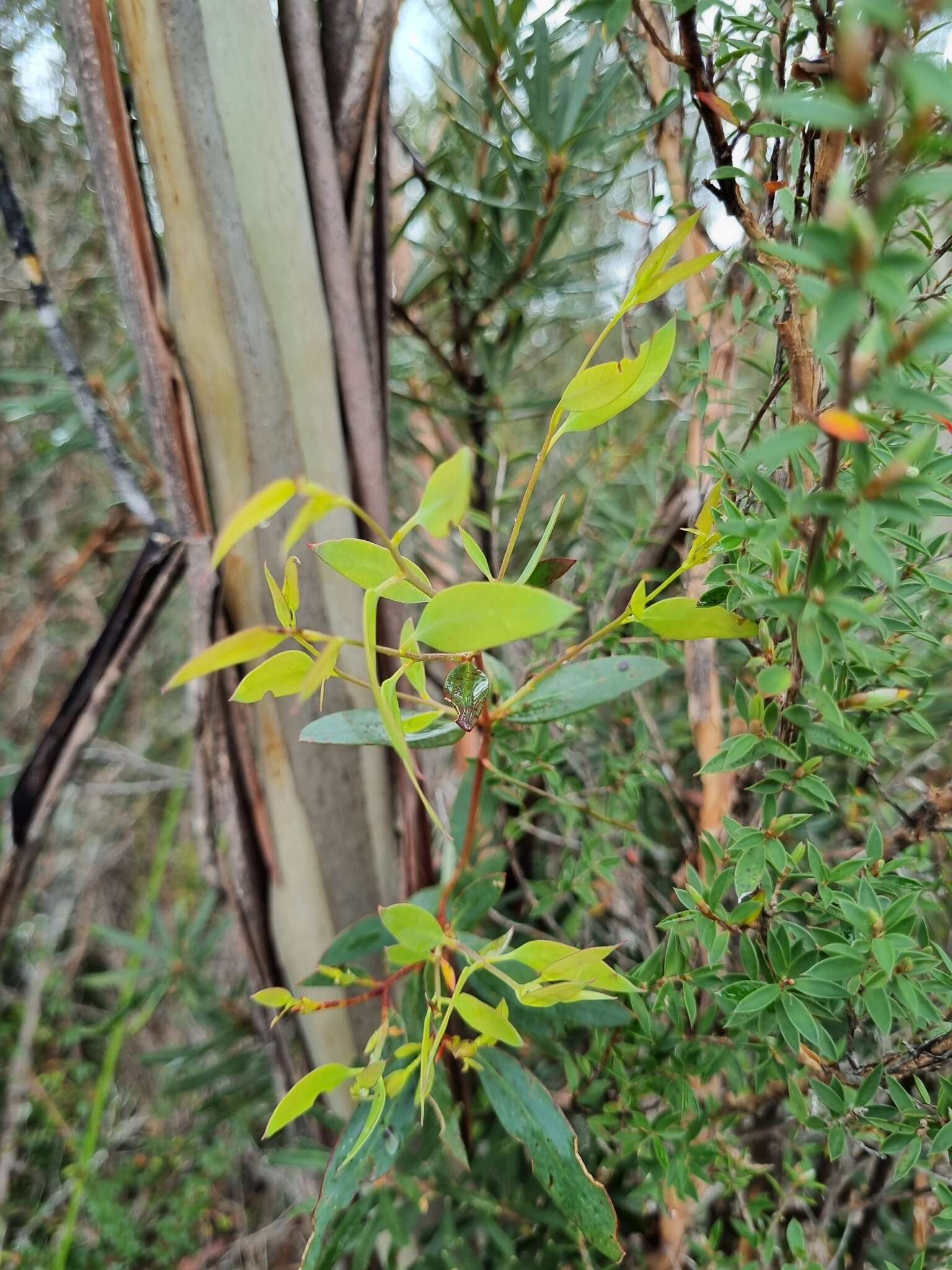 Image of Eucalyptus nebulosa A. M. Gray