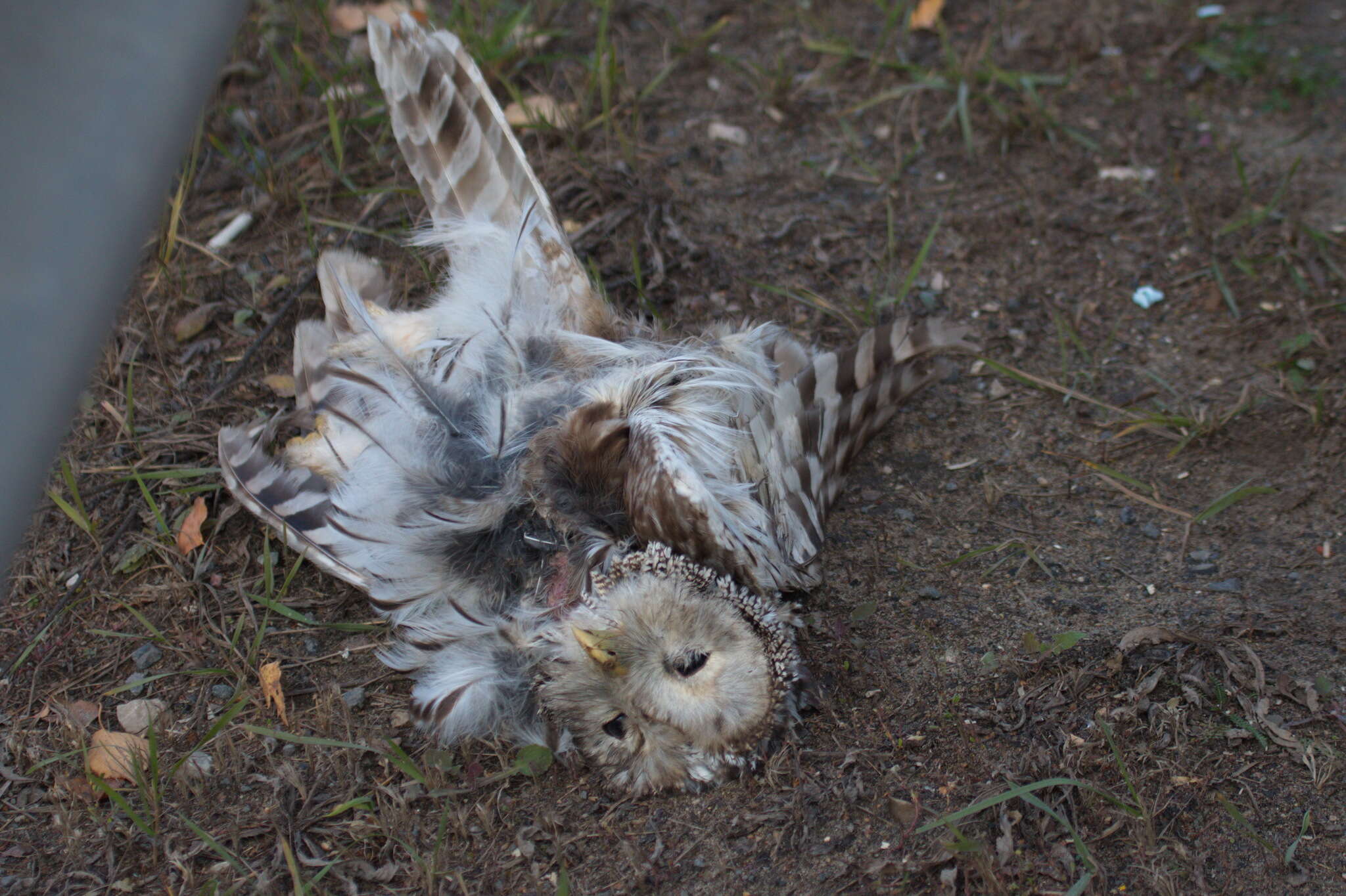 Image of Ural Owl