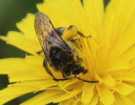 Image of Colletes compactus compactus Cresson 1868