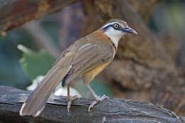 Image of Lesser Necklaced Laughingthrush