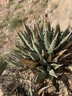 Image of Utah agave