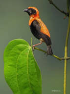 Image of Black-winged Bishop