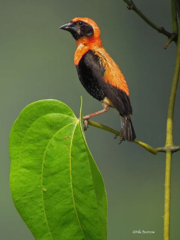 Image of Black-winged Bishop