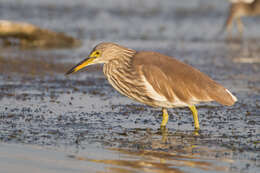 Image of Chinese Pond Heron