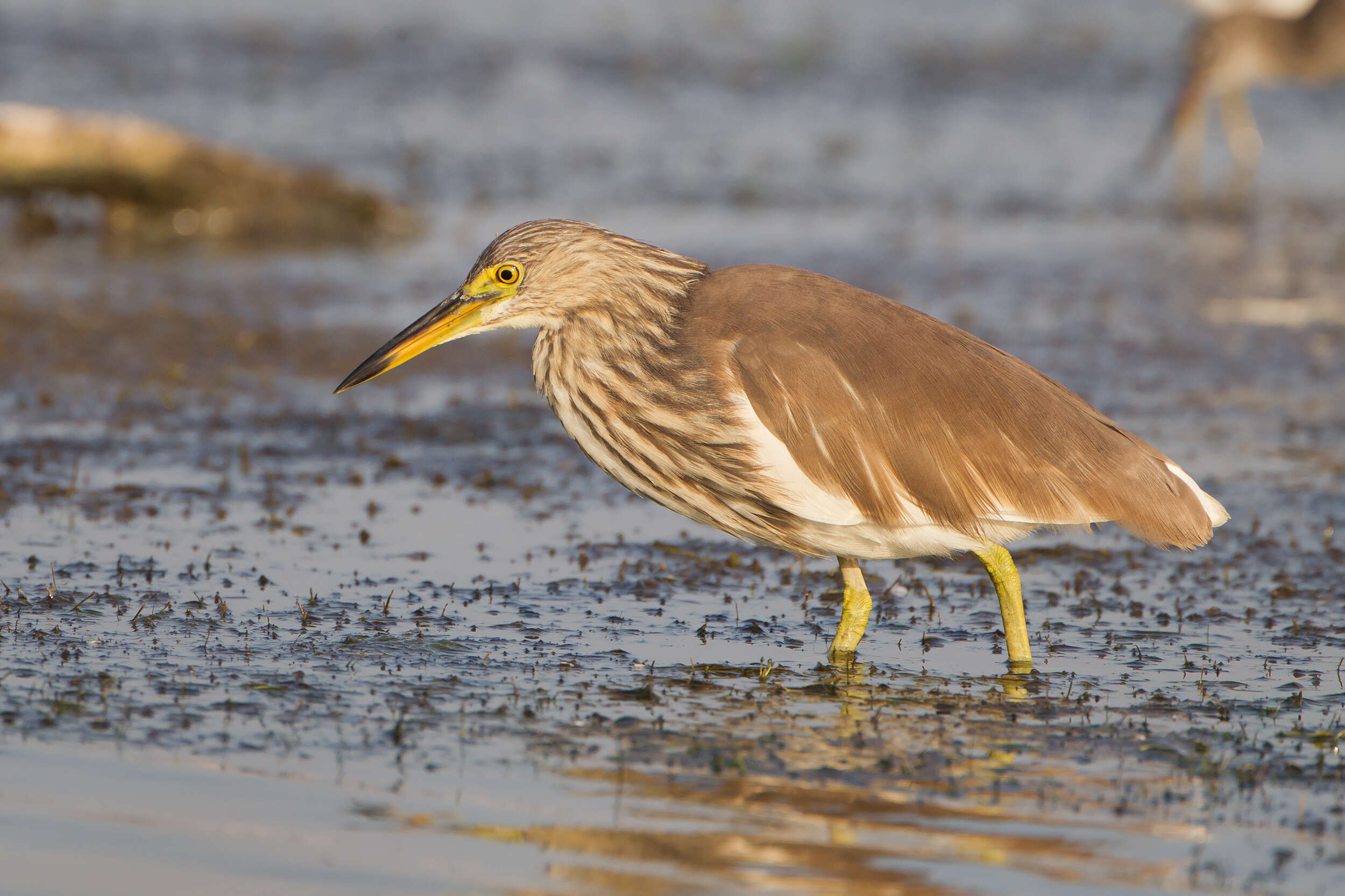 Image of Chinese Pond Heron