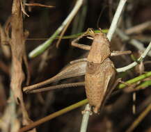 Image of Idionotus tehachapi Hebard 1934