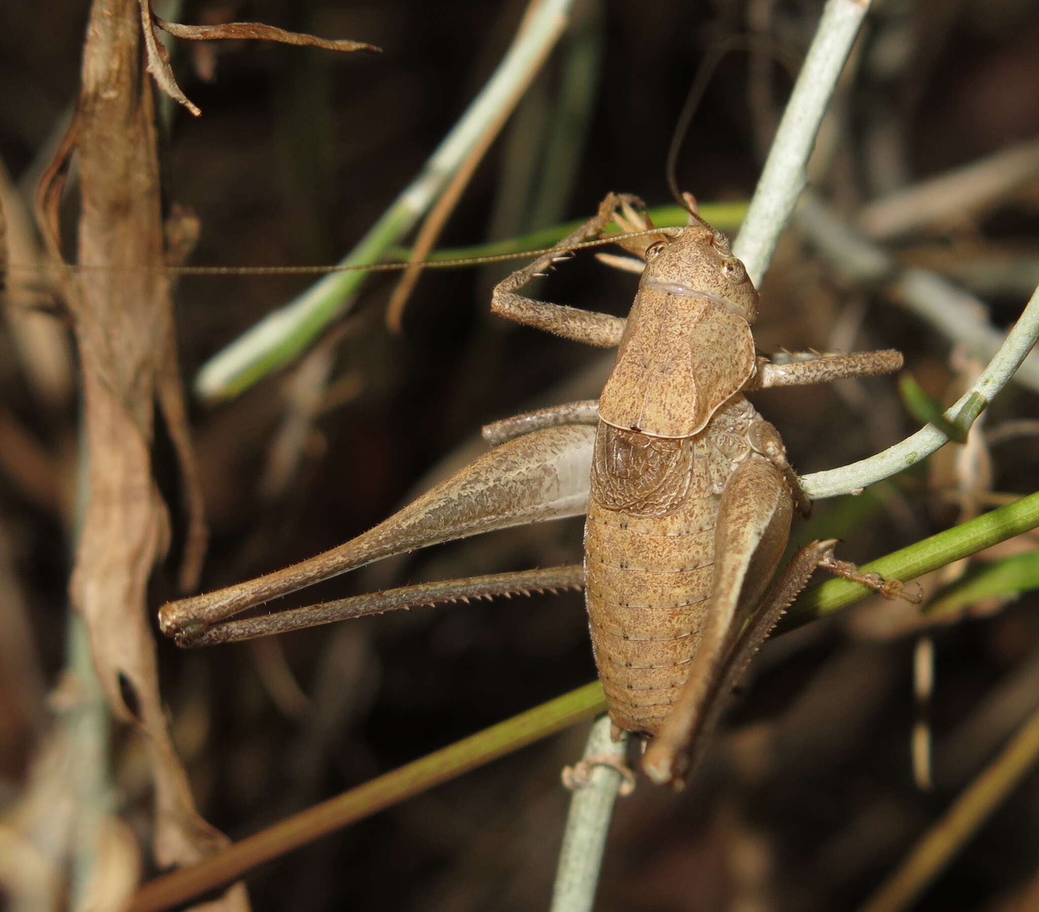 Image of Idionotus tehachapi Hebard 1934