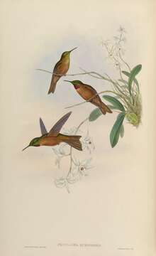 Image of Heliodoxa Gould 1850