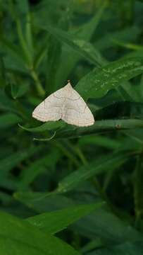 Image of Grayish Zanclognatha