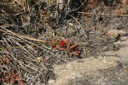 Image of Delosperma repens L. Bol.