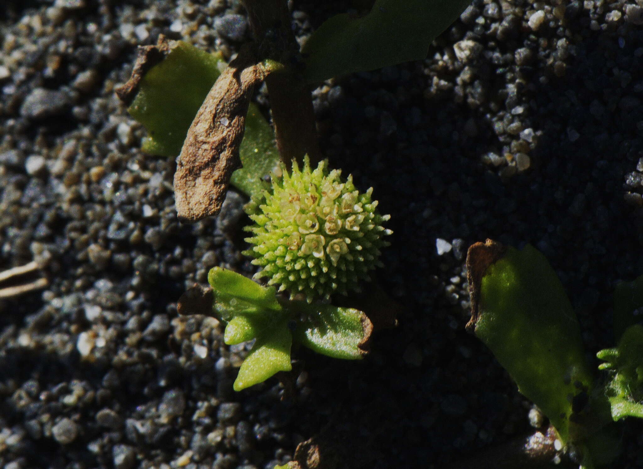 Plancia ëd Centipeda aotearoana N. G. Walsh