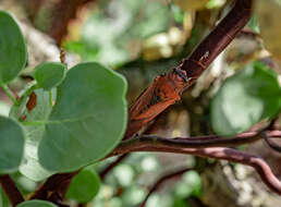 Okanagana arctostaphylae Van Duzee 1915 resmi